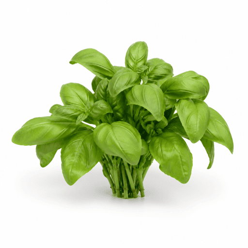 Basilic