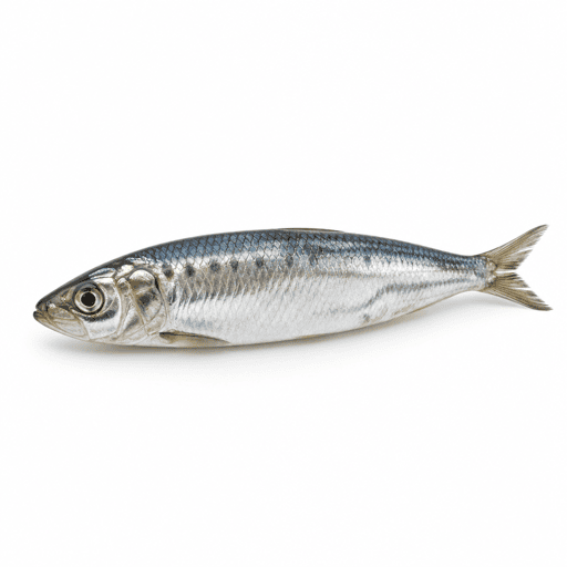 Chinchard maigre