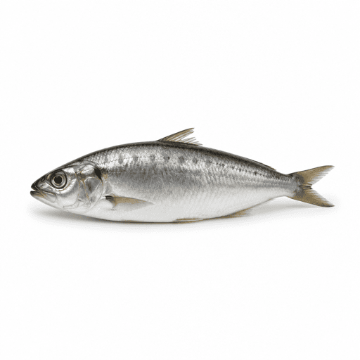 Chinchard
