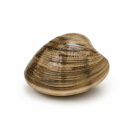 Clam