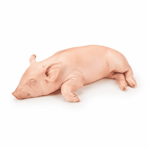 Cochon de lait