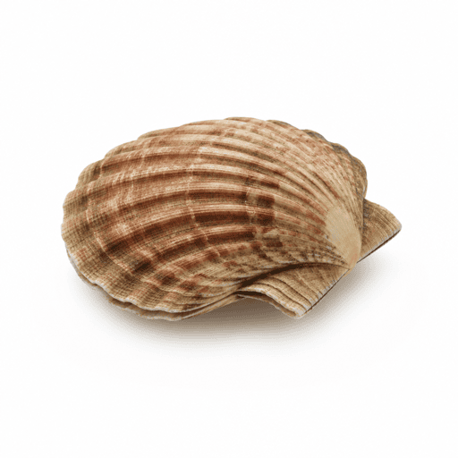 Coquille Saint-Jacques