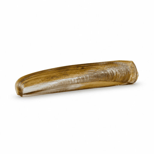 Couteau (coquillage)