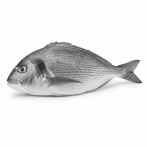 Dorade grise ou daurade grise ou griset
