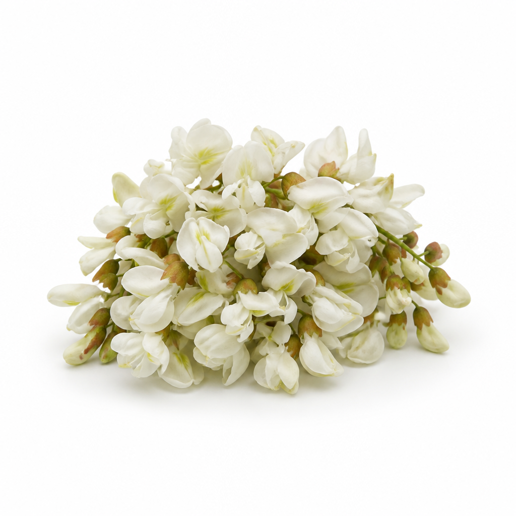 Fleur d'acacia