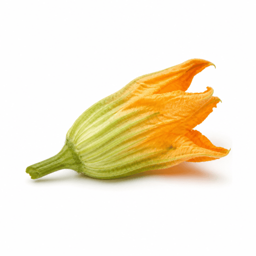 Fleur de courgette