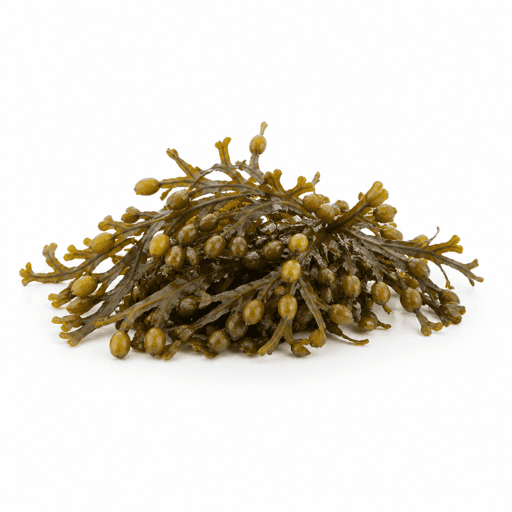 Fucus vésiculeux