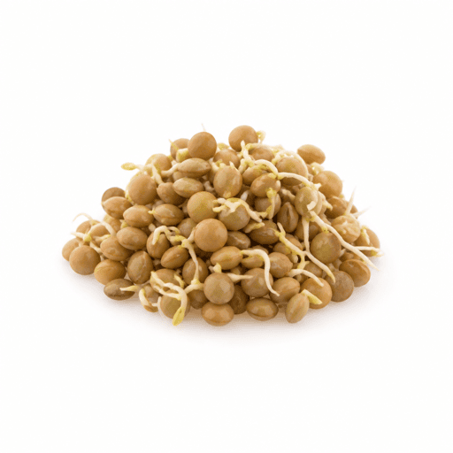 Graine germée de lentille