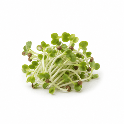 Graine germée de radis