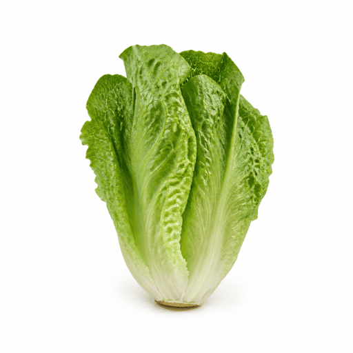 Laitue romaine