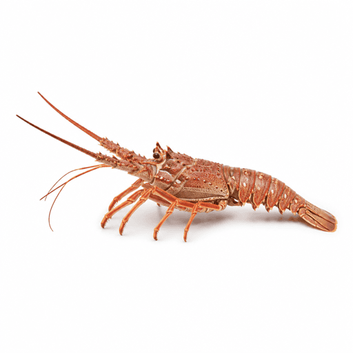 Langouste
