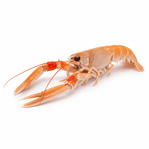 Langoustine