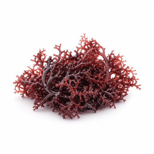 Lichen de mer ou pioca ou goémon rouge