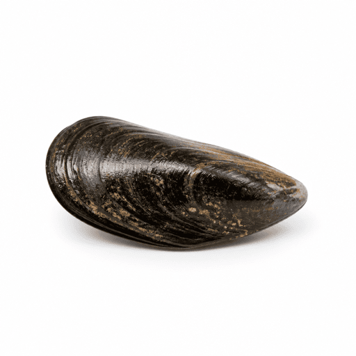 Moule de Méditerranée