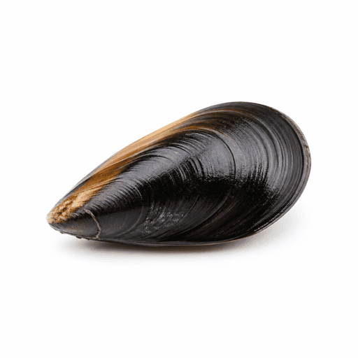 Moules