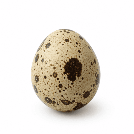Oeuf de caille