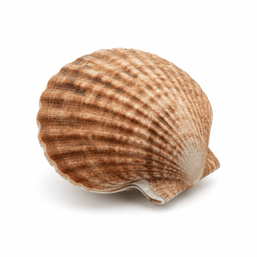 Pecten d'Amérique ou peigne du Canada
