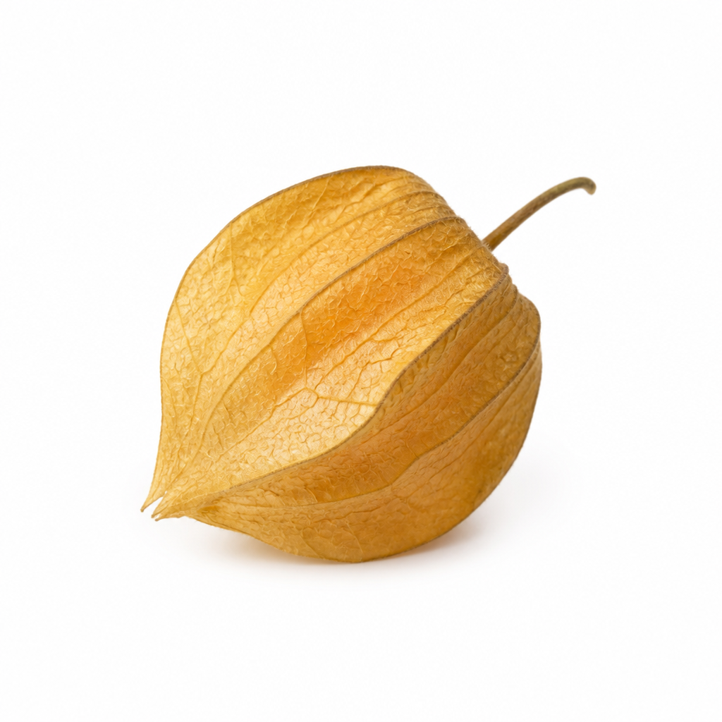 Physalis