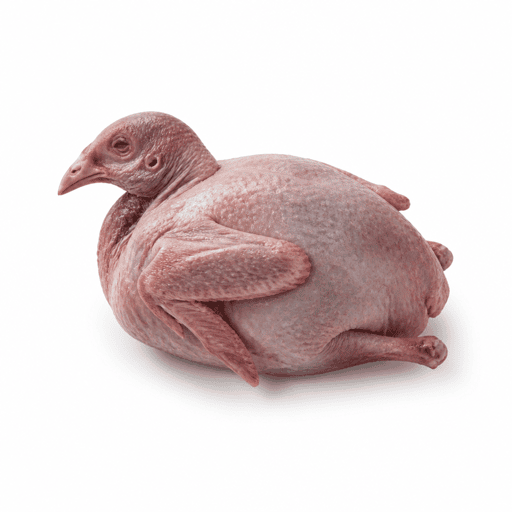 Pigeon
