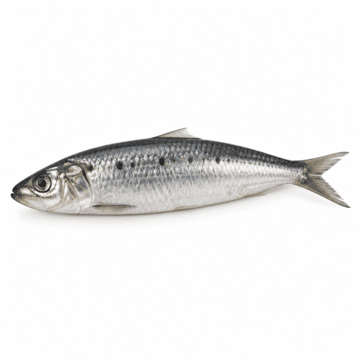 Pilchard