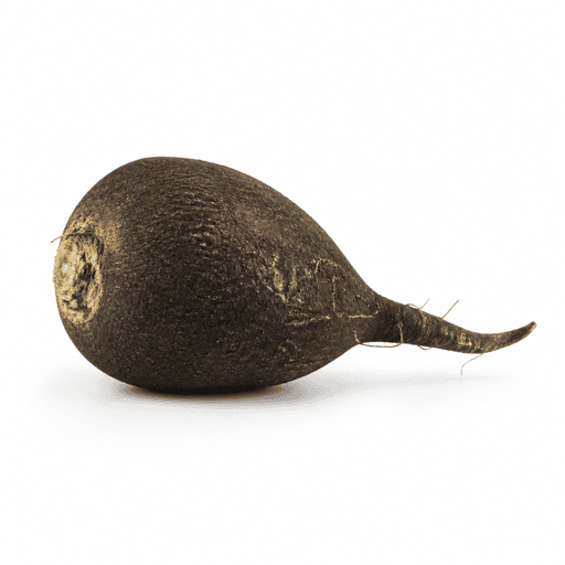 Radis noir