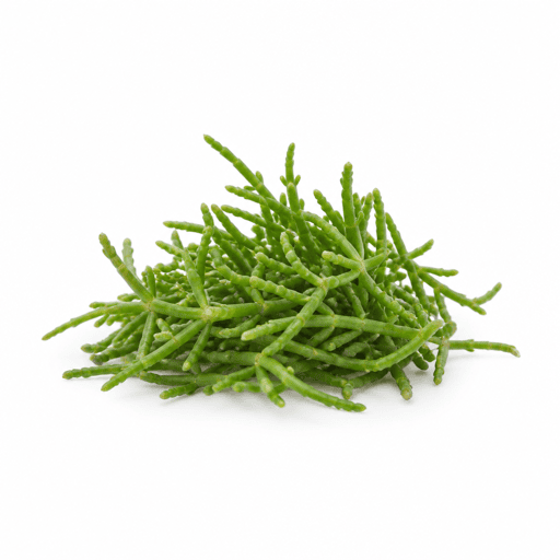 Salicorne
