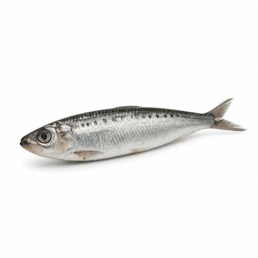 Sardine
