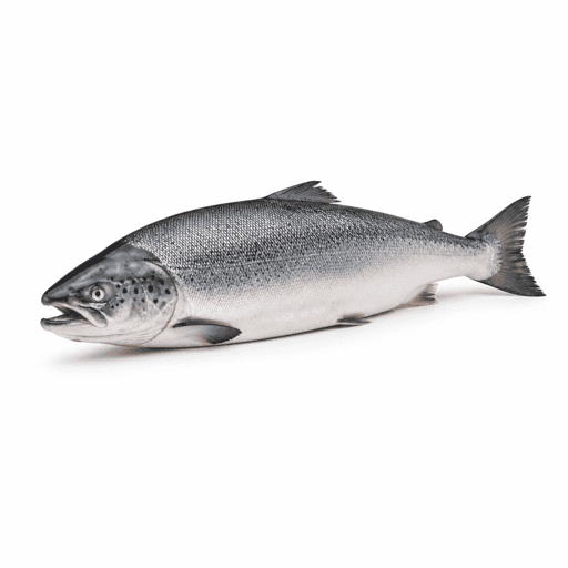 Saumon argenté du Pacifique