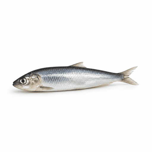 Sprat