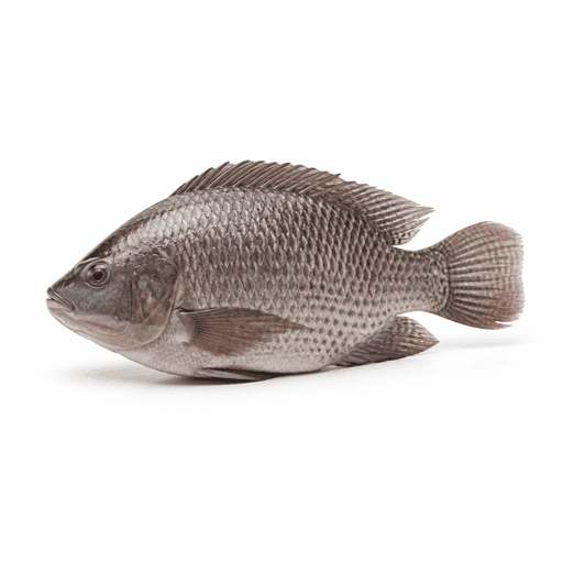 Tilapia