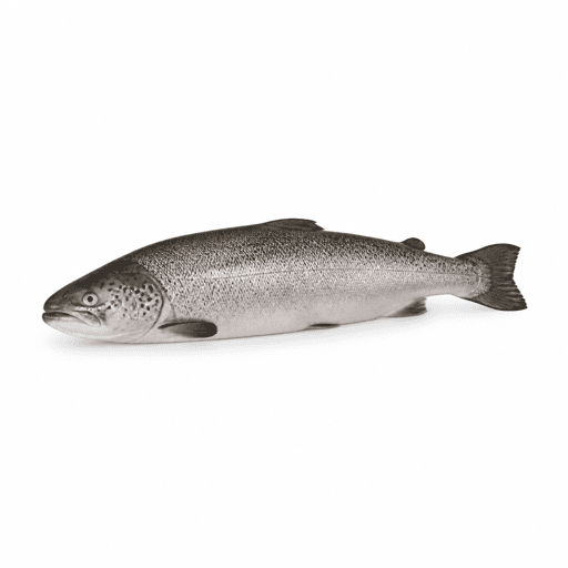 Truite de mer
