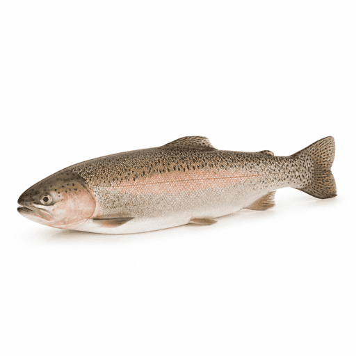 Truite saumonée